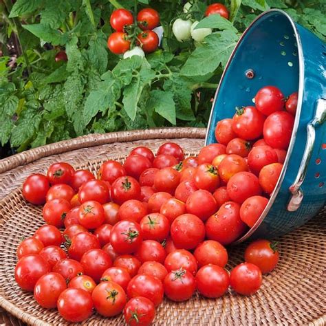 bonnie tomato plants|More.